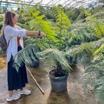 Diksónia antarktická (Dicksonia antarctica) – výška 100-120 cm, výška kmeňa 20-30 cm, kont. C45L